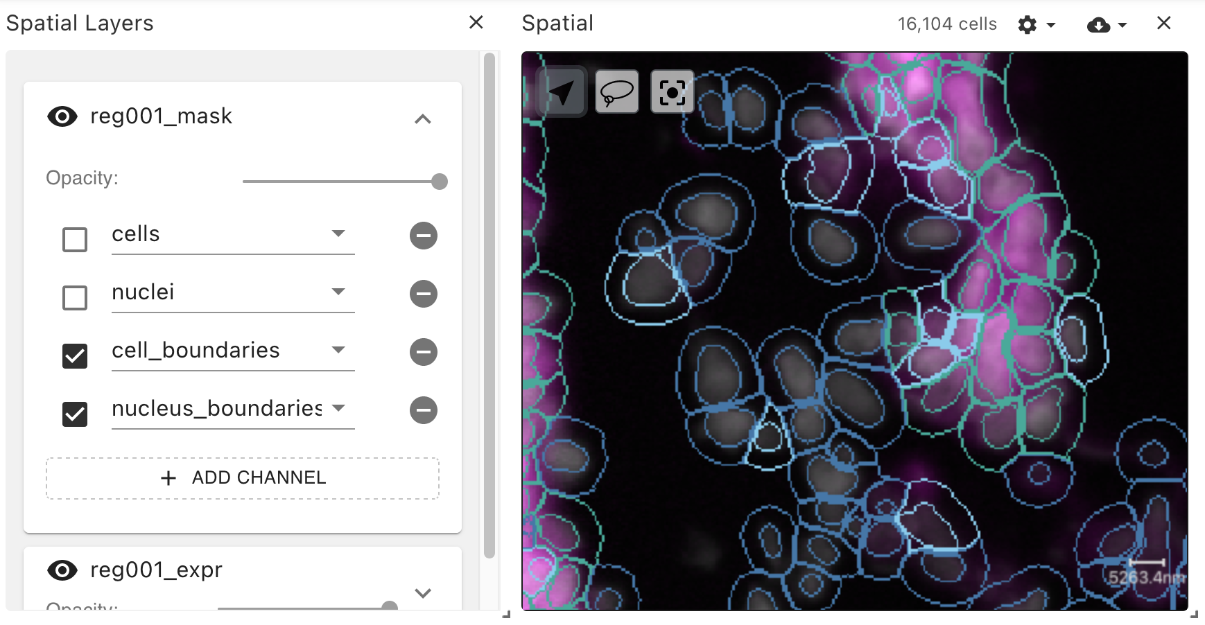 Filled and stroked ("boundaries") cell segmentations